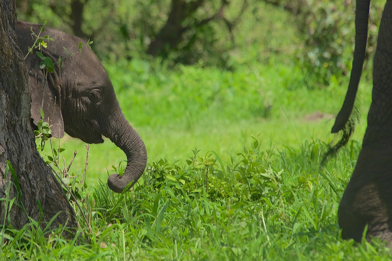 Lake Manyara Landscape